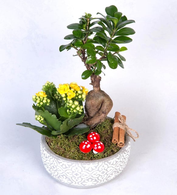 Bonsai ve Kalanco