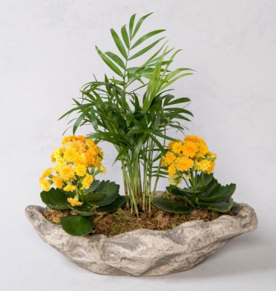 Kayık Saksıda Mini Areka Kalanchoe
