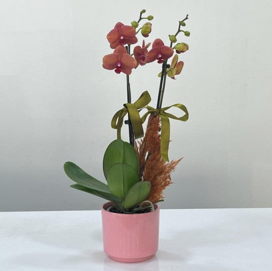 Pembe semamikde 2'li ateş kırmızısı  orkide