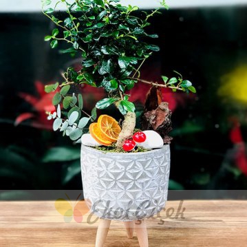 Bonzai
