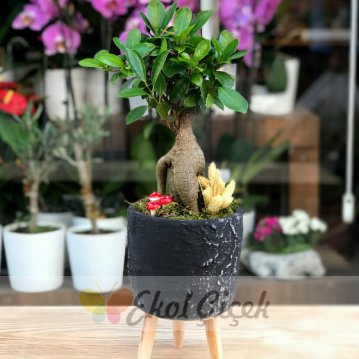 Ficus Bonzai