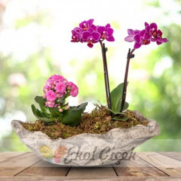 Kayık Saksıda Mini Orkide ve Pembe Kalanchoe