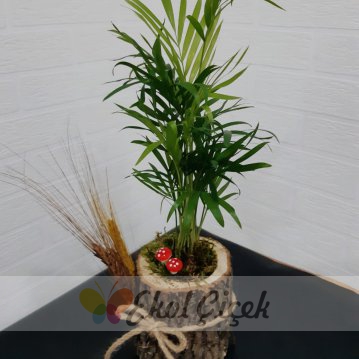 Kütükte Mini Areka