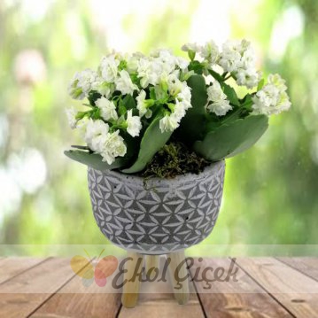 Ayaklı Seramikte Beyaz Kalanchoe