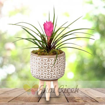 Ayaklı Seramikte Tillendsia