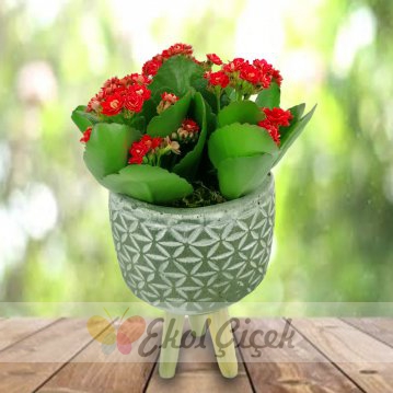 Ayaklı Seramikte Kırmızı Kalanchoe