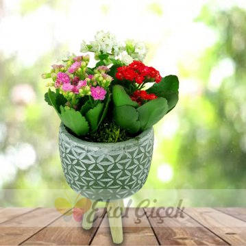 Ayaklı Seramikte Renkli Kalanchoe