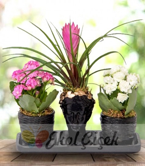 Tillandsia ve Kalanşolar