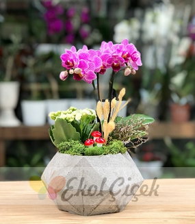 ikili mini mor orkide