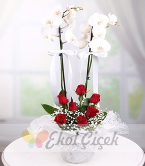 Orkide Gül