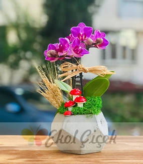 Saksıda tekli mor mini orkide