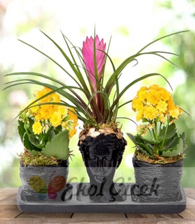 Tillandsia ve Sarı Kalancolar