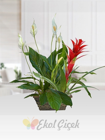 Guzmania ve Barış Çiçeği