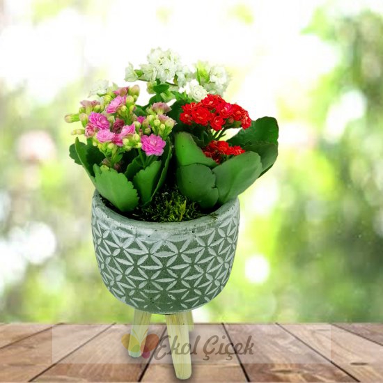 Ayaklı Seramikte Renkli Kalanchoe