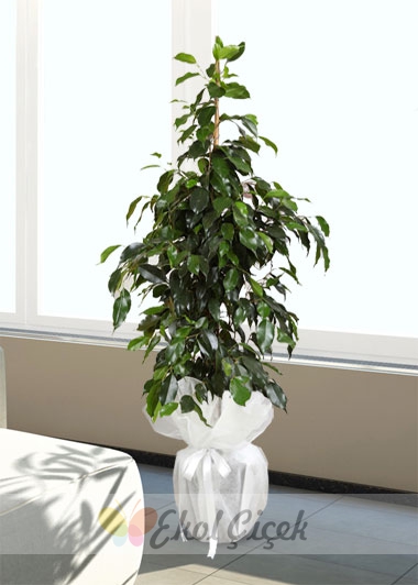Ficus Daniel - Benjamin Saksı Çiçeği