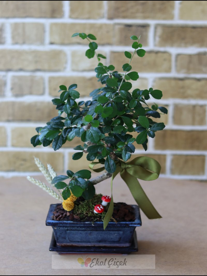 Samsun Bonsai Ağacı