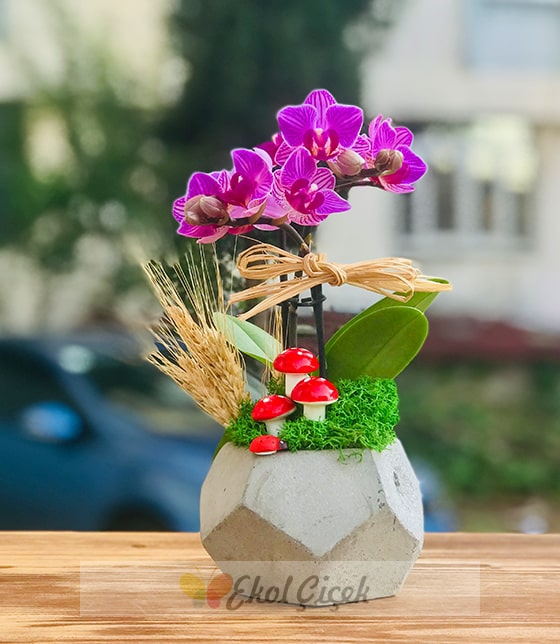 Saksıda tekli mor mini orkide