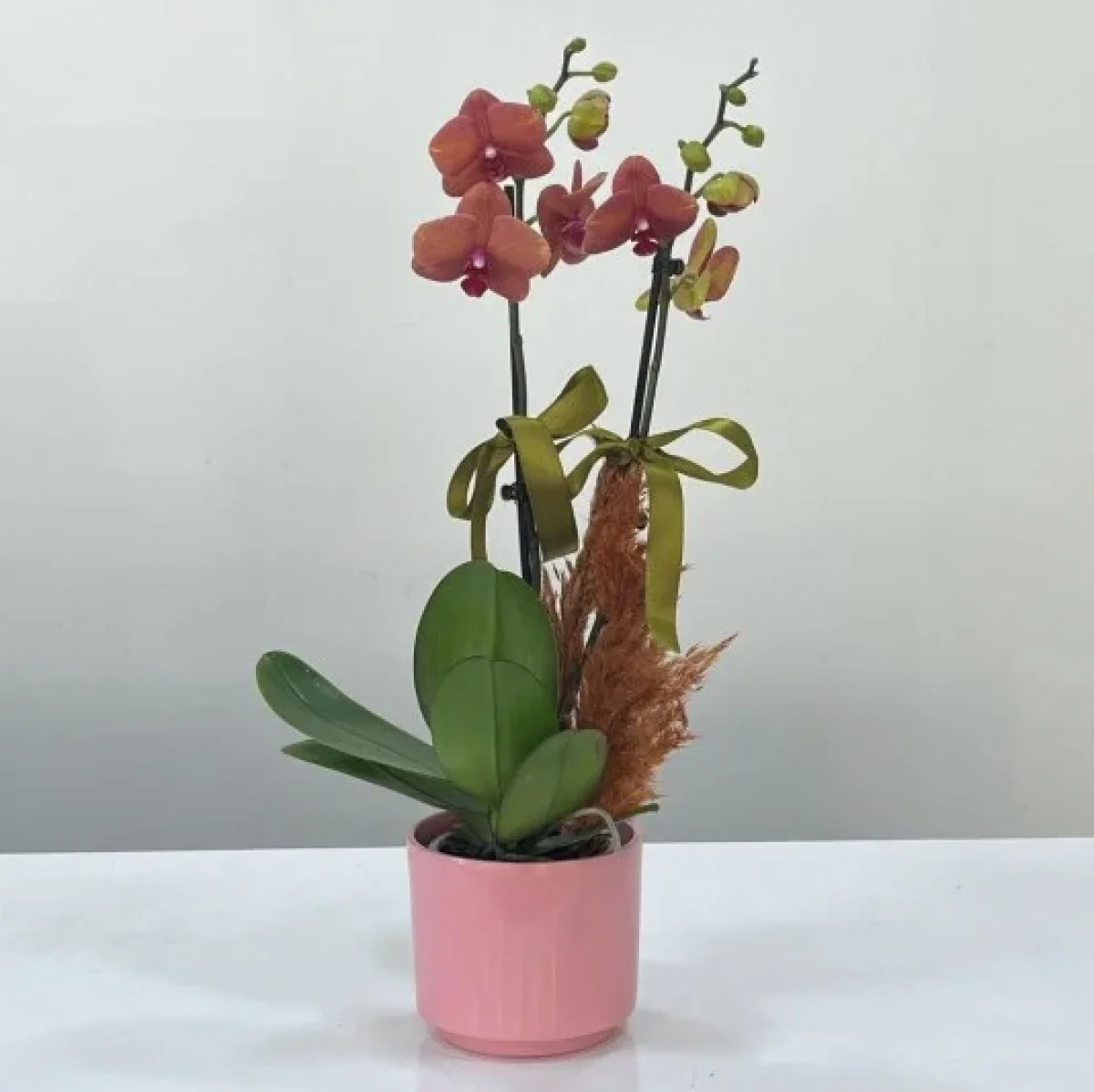 Pembe semamikde 2'li ateş kırmızısı  orkide