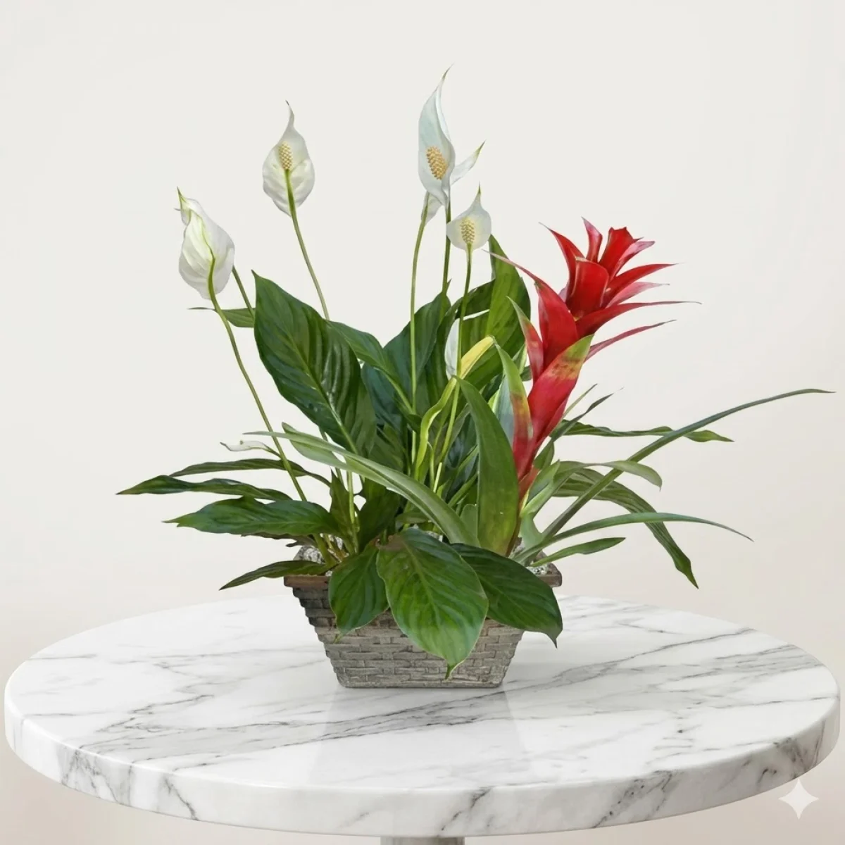 Guzmania ve Barış Çiçeği