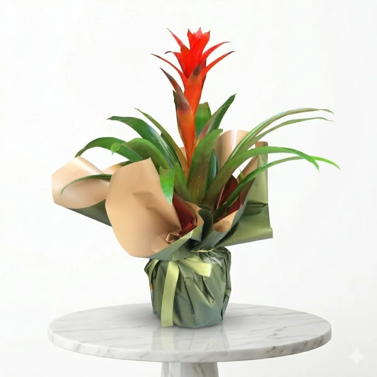 Kırmızı Çiçekli Guzmania Saksı Çiçeği